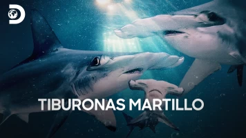 Tiburonas martillo