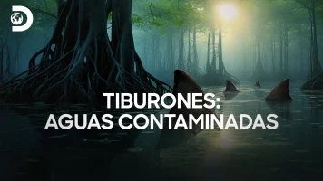 Tiburones: aguas contaminadas