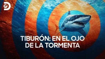Tiburón: en el ojo de la tormenta