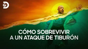 Cómo sobrevivir a un ataque de tiburón