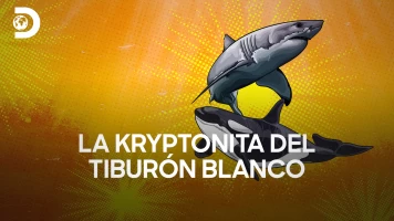 La kryptonita del tiburón blanco