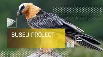 Buseu Project