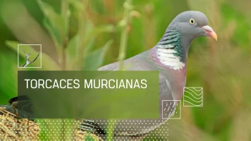 Torcaces murcianas
