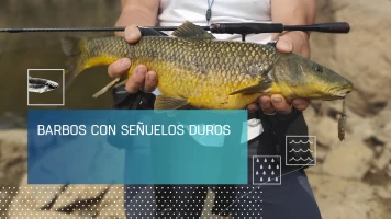 Barbos con señuelos