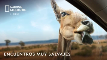 Encuentros muy salvajes
