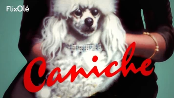 Caniche