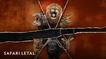 Safari letal