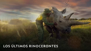 Los últimos rinocerontes