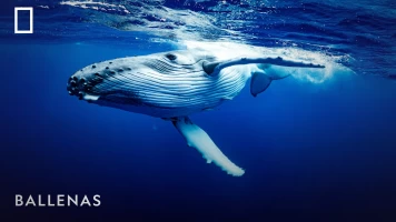 Ballenas