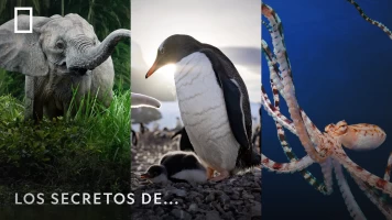 Los secretos de...