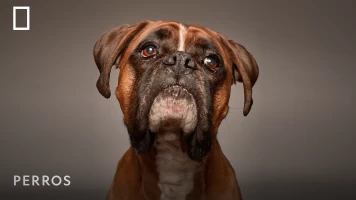 Perros