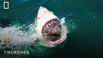 Tiburones