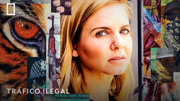 Tráfico ilegal