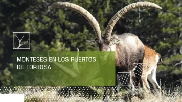 Monteses en los puertos de Tortosa