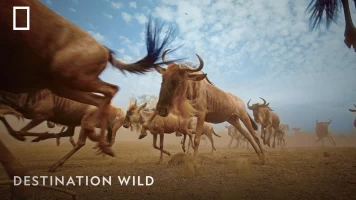 Destination Wild