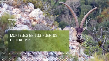 Monteses en los puertos de Tortosa