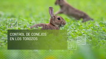 Control del conejo en Los Torozos
