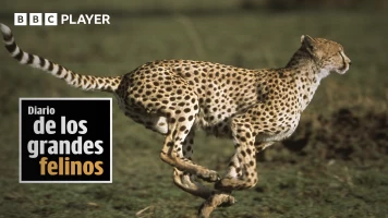 Diario de los grandes felinos