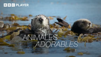 Animales adorables