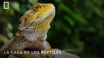 La casa de los reptiles