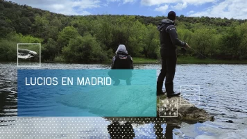 Lucios en Madrid