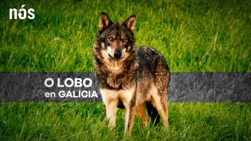 O lobo en Galicia, ameaza ou patrimonio