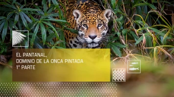 El pantanal, dominio de la Onca Pintada I