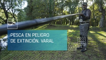 Pesca en peligro de extinción: Varal