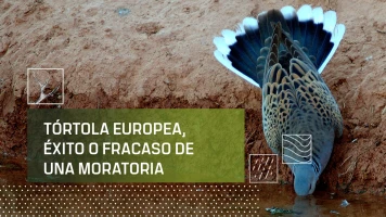 Tórtola Europea, éxito o fracaso de una moratoria