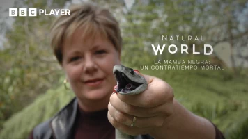 La mamba negra: un problema letal