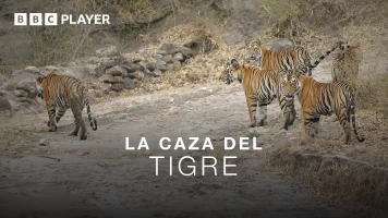 La caza del tigre