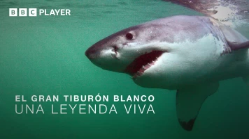 El gran tiburón blanco: una leyenda viva