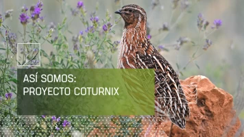 Así somos: Proyecto Coturnix