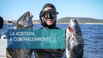 La Aceitera, contra corriente