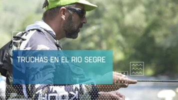 Truchas en el río Segre