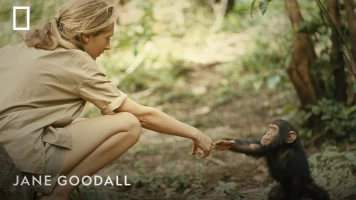 Jane Goodall
