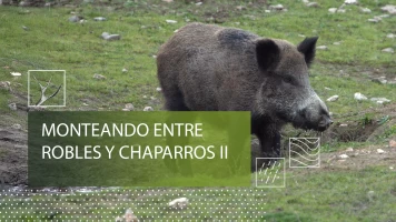 Monteando entre robles y chaparros 2º parte