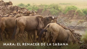 Mara: el renacer de la Sabana