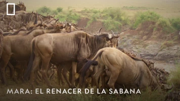 Mara: el renacer de la Sabana