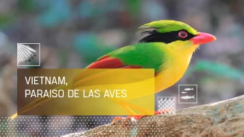 Vietnam, paraíso de las aves