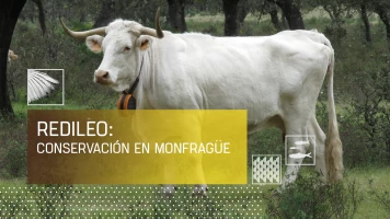 Redileo: Conservación en Monfragüe