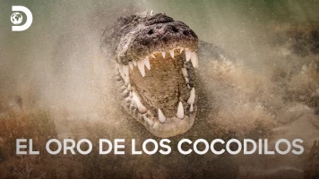 El oro de los cocodrilos