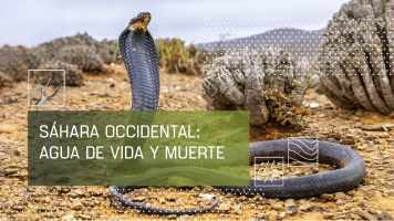 Sáhara occidental: Agua de vida y muerte