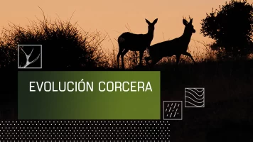 Evolución corcera