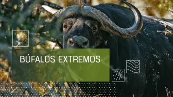 Búfalos extremos