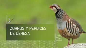 Zorros y perdices de dehesa