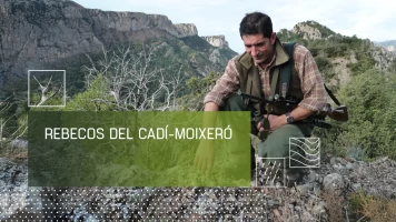 Rebecos del Cadí-Moixeró