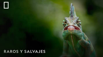 Raros y salvajes