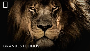 Grandes Felinos