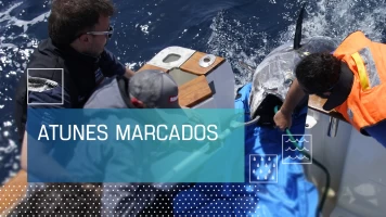 Atunes marcados